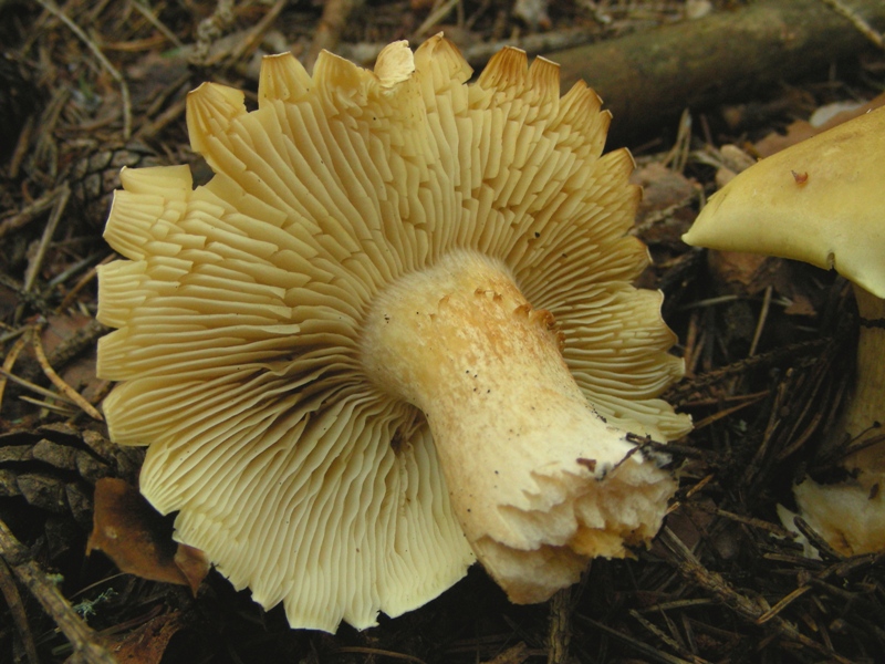 Proposta di studio di Tricholoma saponaceum